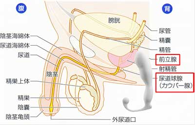 前立腺・カウパー腺の位置とアネロスヒリックストライデントの画像