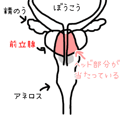 アネロスの角度が変わると前立腺に当たる面積が減るアニメ画像