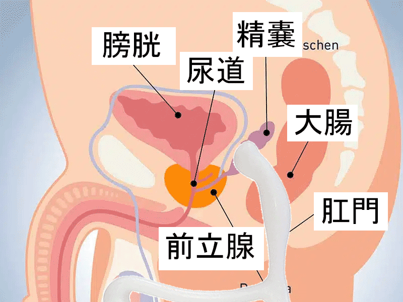 前立腺を圧迫刺激する画像