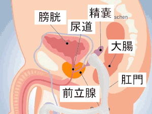 プロステートハンドルアニメ画像