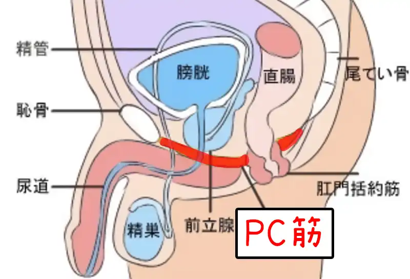 PC筋の場所を示している画像